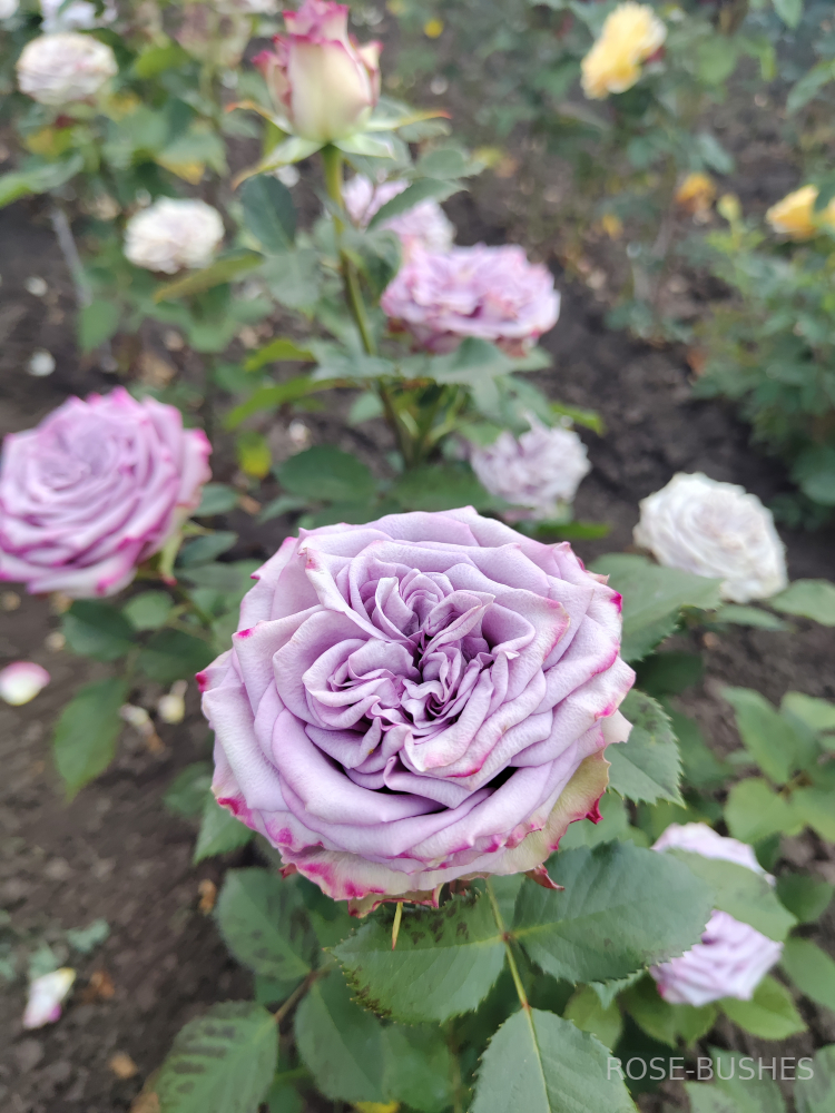 ���������. Dolcetto. (����. ����.)